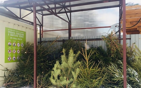 Чебоксарцам предлагают сдать свои новогодние ели для животных