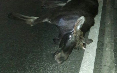 В Ибресинском районе отстреливают лосей