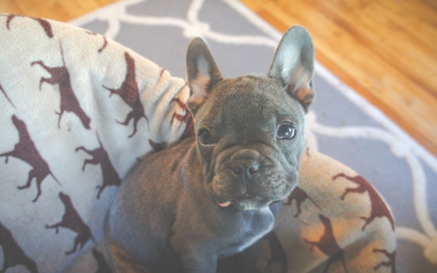 Мошенники нажились на мечте жителя Чувашии купить французского бульдога