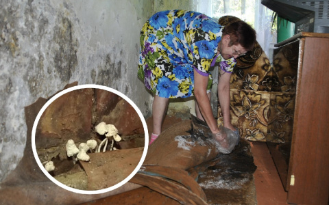 Жительница Новочебоксарска: «В квартире из-за плесени выросли грибы»