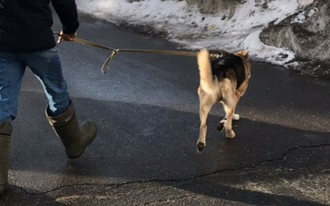 Чебоксарка о загаженных собаками улицах: «Нужно штрафовать, приучать к порядку»
