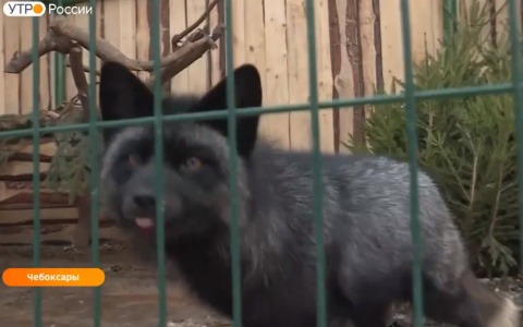 В чебоксарском зооуголке ожидается  лисья «свадьба»