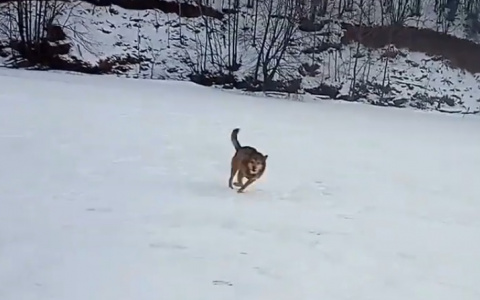 Собаки окружили лыжника, катавшегося по берегу Волги