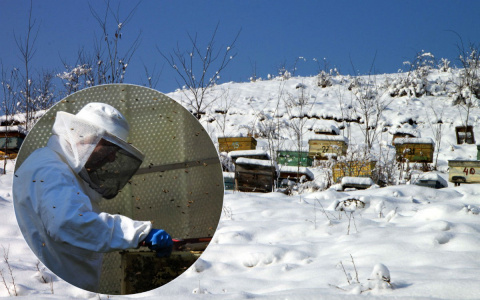 Пчеловоды Чувашии бьют тревогу: "Китайские заводы погубят наших пчел"