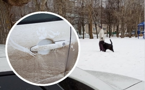 Чебоксарец: «Лабрадор набросился на мою машину, а хозяйка даже не извинилась»