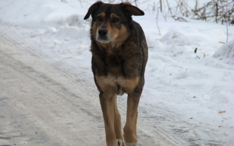 Мужчина вышел в свой огород и пострадал от нападения соседской собаки