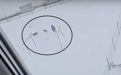 В Кугесях бродячие собаки нападают на детей: "Одна схватила школьника за руку"