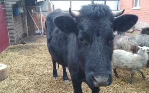 В Чувашии на мужчину напал бык