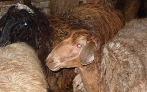 В чувашском селе за ночь загрызли 9 овец