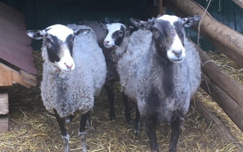 Глава поселения об убитых овцах: "Это могли сделать и волки"