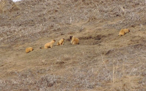 Сурки в Чувашии вышли из спячки раньше времени
