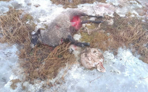 Собаки загрызли овец средь бела дня: "Я подбежал на лай, но было поздно"