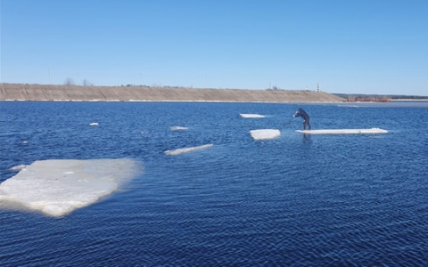 Плывущих на льдине парней доставили на берег, экстремалы сбежали
