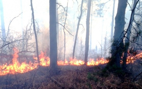 Поджигатели травы подозреваются в лесном пожаре в Алатырском районе