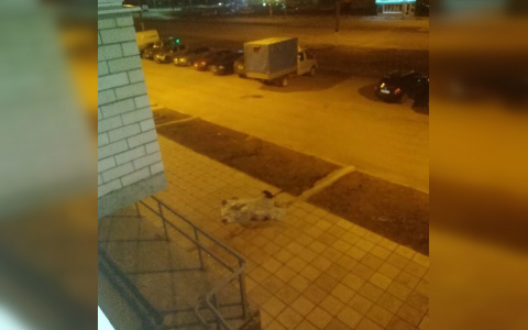 Тело женщины нашли у дома в Новочебоксарске