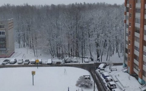 Из-за непогоды в Чебоксарах на машины упало дерево