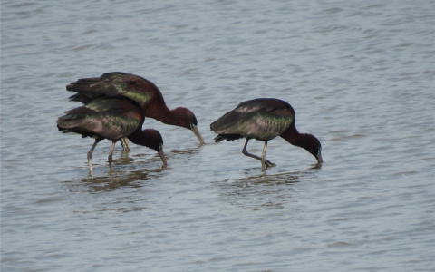 Ученые наткнулись на новый для Чувашии вид птиц