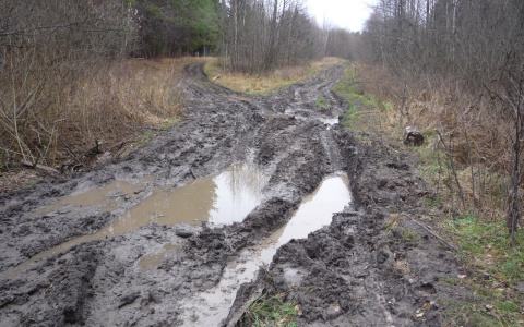 Жителей лесной деревни без дороги заставляют оплатить вывоз мусора через суд