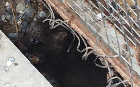 Власти Новочебоксарска выделяют 860 тысяч рублей на отлов бездомных собак