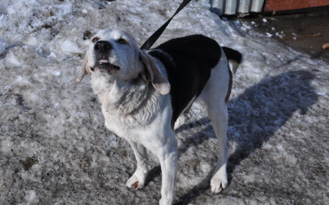 Трехлетнего ребенка собака укусила за лицо