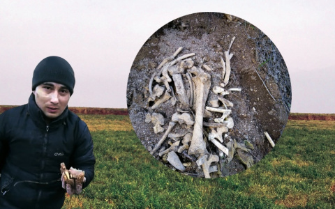 Скелет животного, найденный под Урмарами, заинтересовал археологов