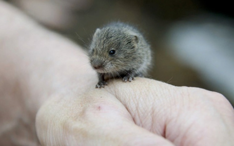 Заболеваемость жителей Чувашии мышиной болезнью возросла в семь раз