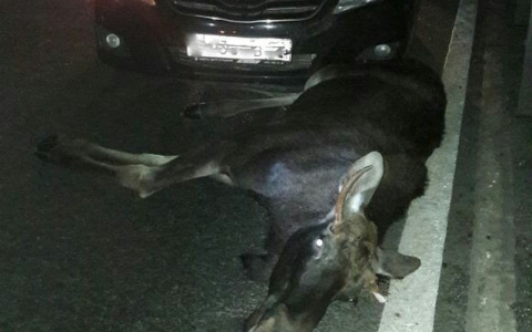 Минприроды Чувашии напомнил о начале пика аварий с участием лосей