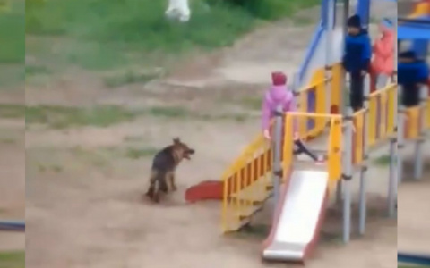 Овчарка загнала детей на горку в новочебоксарском дворе