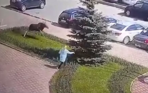 Лосиха с детенышем пробежала по Северо-Западному району и вернулась в лес