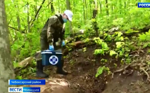 Специалисты разносят съедобные брикеты с "сюрпризом" для диких животных по лесам Чувашии