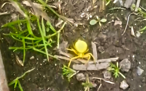 Чебоксарец "загуглил" название найденного паука и решил его уничтожить