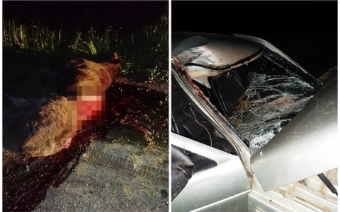 В Чувашии 19-летний парень на "двенадцатой" насмерть сбил лосиху