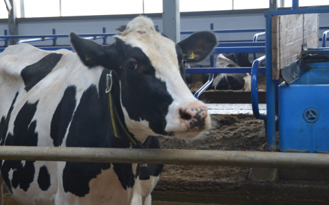 Владельцам коров в Чувашии обещают раздать деньги