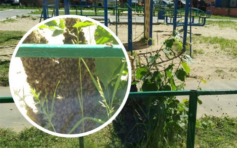 Пчелиный рой разместился на детской площадке Чебоксар