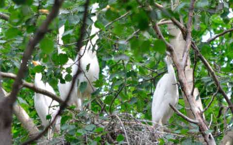 Зоологи обнаружили на границе Чувашии и Марий Эл гнезда редкого вида птиц