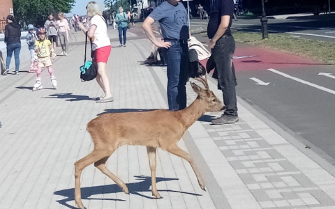 Косуля прогуливается по тротуарам и велодорожкам, не боясь толпы прохожих