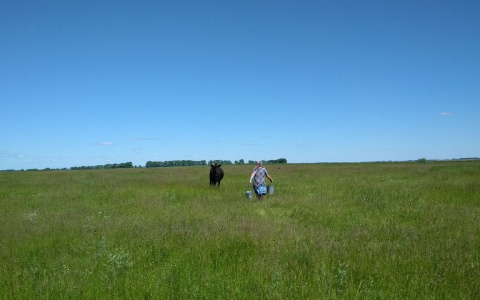 Жители Чувашии начали получать обещанные властями деньги за дойных коров