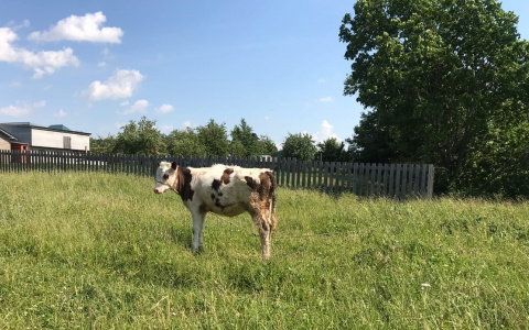 Пятничный прогноз: в Чувашии тепло до +26