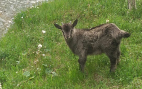 Скотокрад из Чувашии подал апелляционную жалобу в Верховный суд