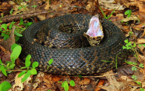 Из-за жары в Чувашии активизировались змеи, пострадали 10 человек