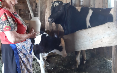 Большинству владельцев коров в Чувашии выдали по несколько тысяч рублей
