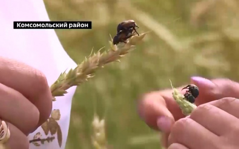 Нашествие экзотичного для Чувашии хлебного жука замечено на полях, аграрии обеспокоены