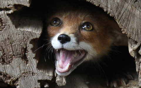 Как живут звери в зоопарке Новочебоксарска в период пандемии