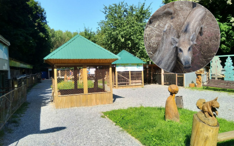 В зоопарке Новочебоксарска нашли множественные нарушения содержания зверей