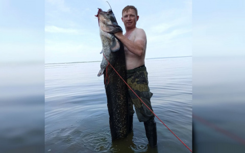 Новочебоксарцы поймали в Волге сома размером с человека