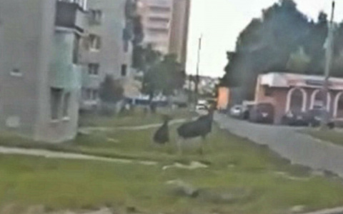 Ранним утром в Чебоксары забежали два лося