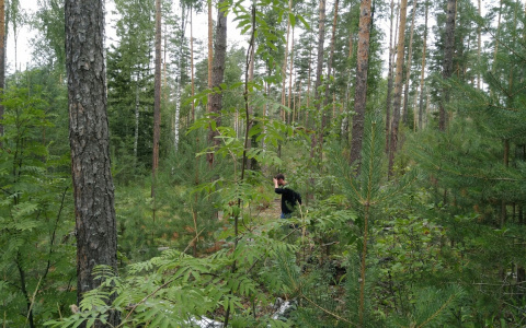 Грибники заблудились на машине в марийских лесах