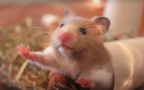 В Чувашии вспышка мышиной болезни превысила уровень в 3 раза