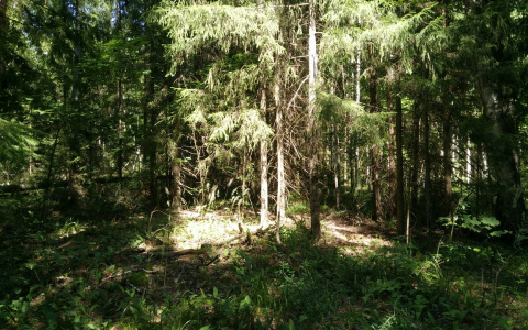 Жительница Шумерли наткнулась в лесу на труп, завернутый в ковер