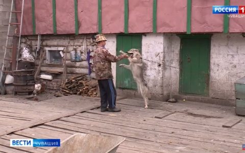 Житель Чувашии живет с 5 волками: началось с того, как подобрал "дворняжку"